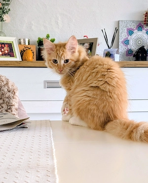 Maine Coon Ragdoll Edelmix