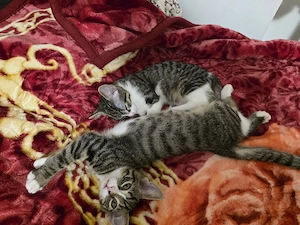 babykitten 