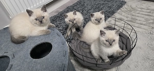 Reinrassige  BKH Kitten Blaue Augen