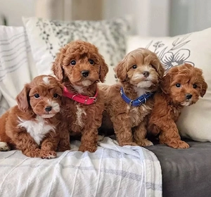 Super Maltipoo mini Welpen