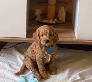 Super Maltipoo welpen 