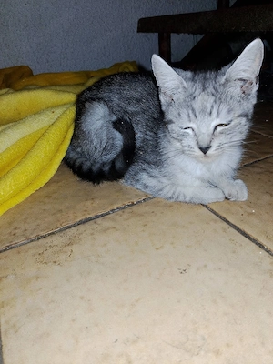 Kater zu verkaufen 