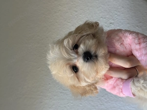 Maltipoo-Welpen suchen liebevolle Familien