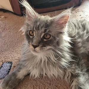 Maine Coon Kitten XL weiblich