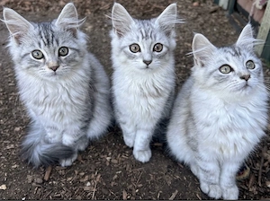 Maine Coon - Perser Mix Kitten