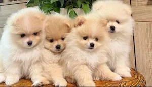 Super Pomeranian Zwergspitz Welpen 