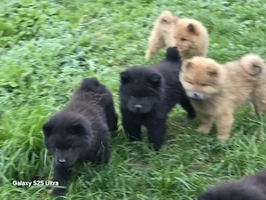    Wunderschöne, reinrassige Chow-Chow-Welpen suchen ein liebevolles Zuhause!   