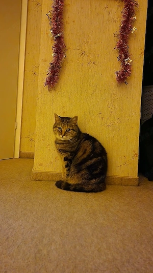 Katze suchen ein neues Familie 