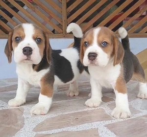Beagle welpen 