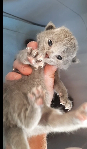russisch blau kitten 