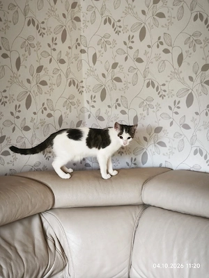  junge Kater