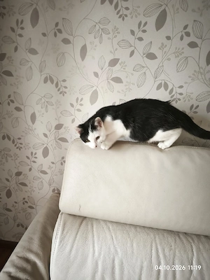 zwei junge Kater