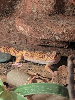 Verkaufe Männlichen Leopardgecko - Snakeeye