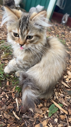 Norwegische Waldkatzen Kitten