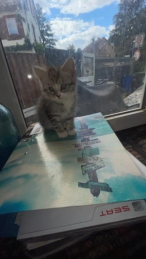 mischung aus britich kurz haar und normale hauskatze