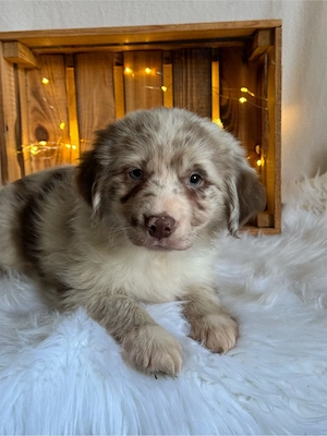 Mini Australian Shepherd, Aussie, Australien Welpe, Rüde