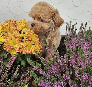 Wunderschöne kleinbleibende Maltipoo Mädchen 