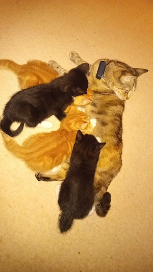 BKH Kitten 3 Jungs, ein Mädchen 
