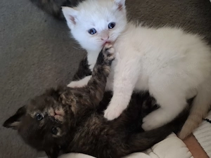 3 Bkh kitten ab Dezember abzugeben
