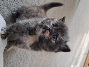 3 Bkh kitten ab Dezember abzugeben