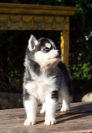 Siberian Husky Welpen