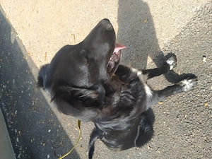SUPERLIEBE kleinere Border Collie Mix Welpen 17 + 19 kg 8Mon