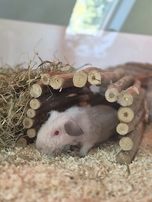 Skinny Pig Meerschweinchen Böckchen sucht dringend ein neues Zuhause 