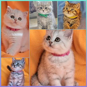 Bkh Kitten mit Stammbaum 