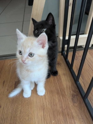 Wunderschöne kitten 