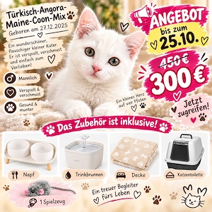 Süßer Türkisch-Angora-Maine-Coon-Mix Kater sucht liebevolles Zuhause