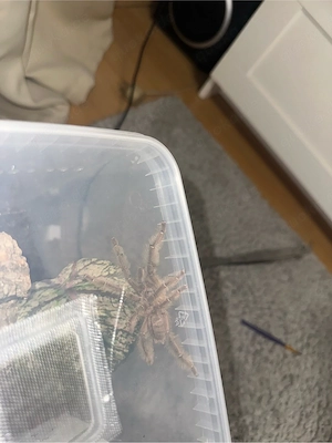 1.0 Aspinochilus rufus mit reifehäutung