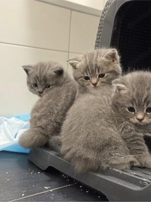 BKH Kitten 