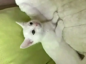 Katzen Baby weiß in liebevolle Hände abzugeben  Kater SOFORT ABHOLBEREIT Kätzchen