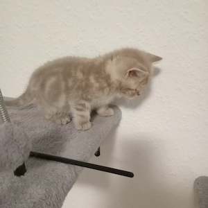 BKH Kitten 