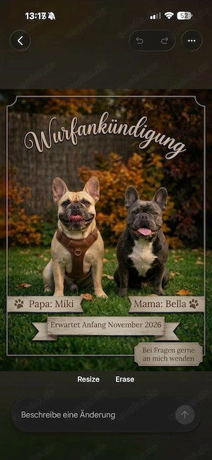 Französische Bulldogge Welpen Ankündigung 