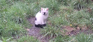 Zuhause gesucht für Katzen. 