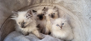 Neva Masquarade Sibirische Waldkatze 