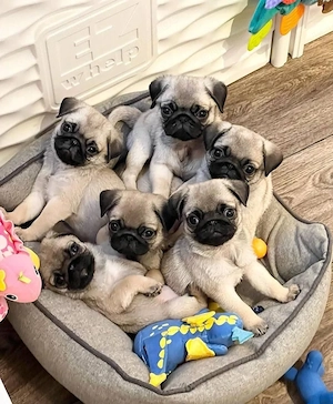 mops welpen 
