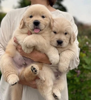 Golden retriever welpen 