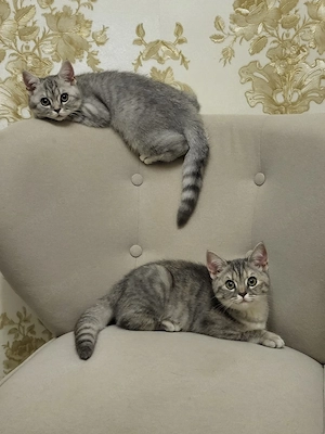 BKH Kitten   abgabebereit 