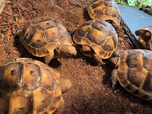 Maurische Landschildkröten 