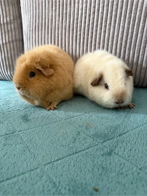 Rex Meerschweinchen Weibchen und Kastrat