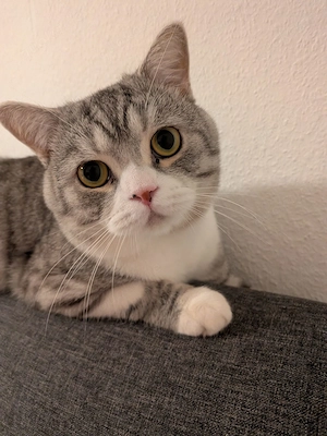 Deckkater Britisch Kurzhaar 