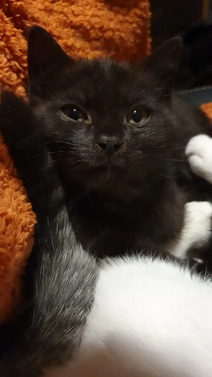 Süsse gepflegte Main- Coon Mix  Katzenbabys abzugeben 