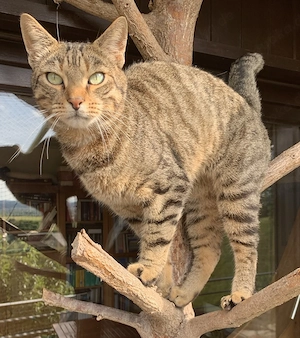 Bengal Siam Mischling Kater 4,5 Jahre alt