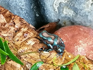 Dendrobates auratus super blue