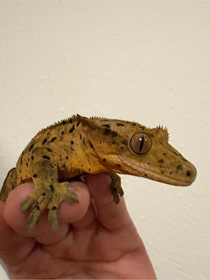 Kronengecko Männchen  