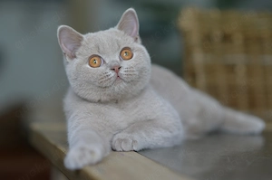 Bkh mit stammbaum kitten katze