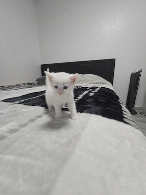 süße Kater suchen liebevolles