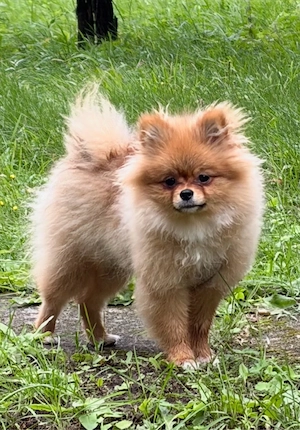  Bezaubernde Pomeranian-Hündin (6 Monate) sucht liebevolles Zuhause